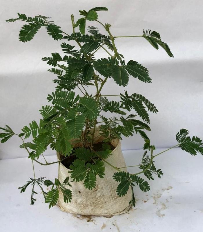 Chhuimiu Do not Touch