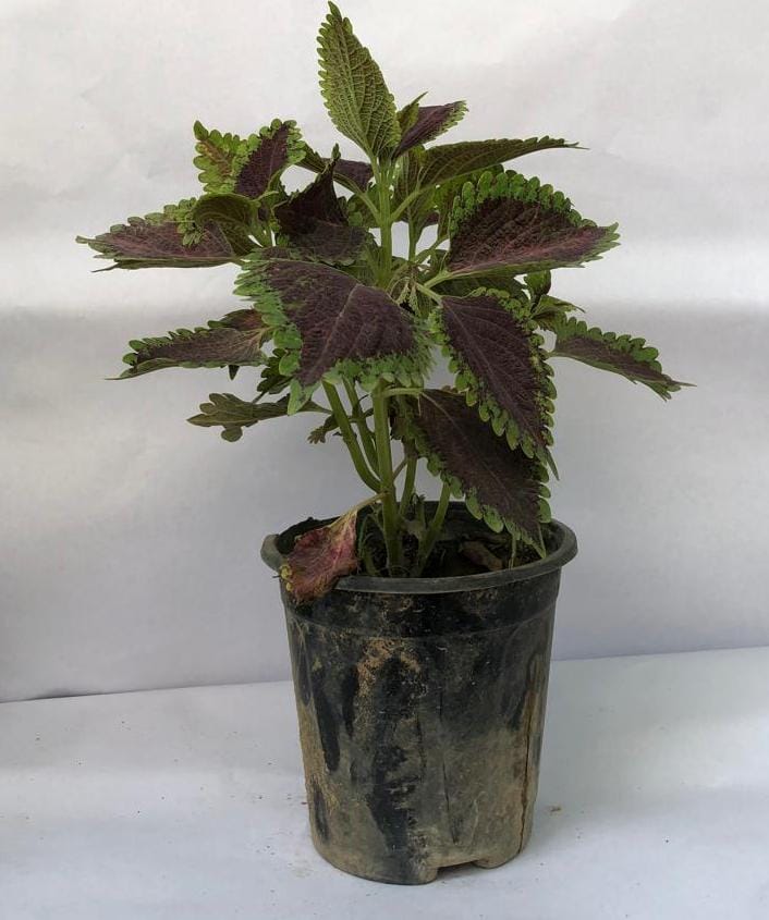 Coleus